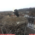 14_35-nest.jpg