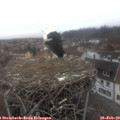 14_40-nest.jpg