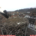 15_15-nest.jpg