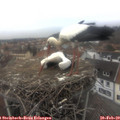 15_20-nest.jpg