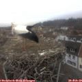 15_35-nest.jpg