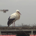 15_45-mast.jpg