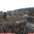 15_50-nest.jpg