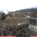 15_55-nest.jpg