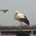 16_00-mast.jpg
