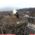 16_05-nest.jpg