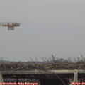 16_10-mast.jpg