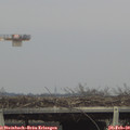 16_15-mast.jpg