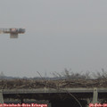 16_20-mast.jpg