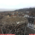 16_50-nest.jpg