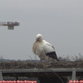 17_10-mast.jpg