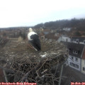 17_10-nest.jpg