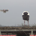 17_25-mast.jpg