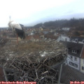 17_30-nest.jpg