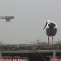 07_55-mast.jpg