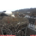 07_55-nest.jpg