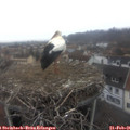 08_15-nest.jpg