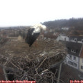 08_25-nest.jpg