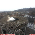 08_30-nest.jpg