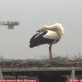 08_35-mast.jpg