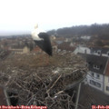 09_10-nest.jpg