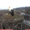 09_15-nest.jpg
