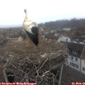 09_20-nest.jpg