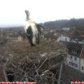 09_30-nest.jpg