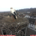 09_35-nest.jpg
