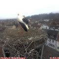 09_45-nest.jpg