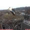 09_50-nest.jpg