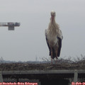 09_55-mast.jpg