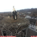 10_00-nest.jpg