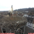 10_50-nest.jpg