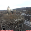 11_00-nest.jpg
