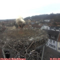 11_05-nest.jpg