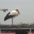 11_10-mast.jpg