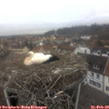 11_40-nest.jpg