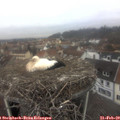 11_45-nest.jpg