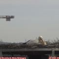 11_55-mast.jpg