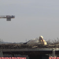 12_00-mast.jpg