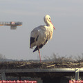 13_00-mast.jpg