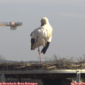 13_10-mast.jpg