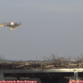 13_55-mast.jpg