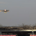14_10-mast.jpg