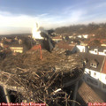 15_00-nest.jpg
