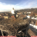 15_10-nest.jpg