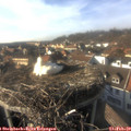 15_50-nest.jpg