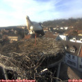 15_55-nest.jpg