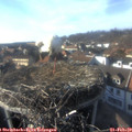16_05-nest.jpg